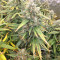 Malawi x Panama (Ace Seeds) Cannabis-Samen