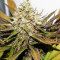Melon Gum (Dr. Underground) Cannabis-Samen