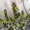NYC Diesel (Zambeza Seeds) Cannabis-Samen