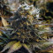 Original Glue (Nirvana Seeds) Cannabis-Samen