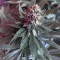 Purple Punch (Seedstockers) Cannabis-Samen