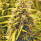Sour Hound F2 Auto (Mephisto Genetics) Cannabis-Samen