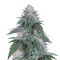 Velvet Octane (Humboldt Seeds Organization) Cannabis-Samen