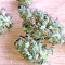 White Widow Auto