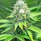Xtreme Kush (Xtreme Seeds) Cannabis-Samen