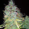 Z Glue (Expert Seeds) Cannabis-Samen