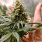Amnesia Lemon Kush (Original Sensible Seeds) Cannabis-Samen