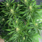 GG4 Sherbet Fast Flowering (Fast Buds)