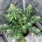 Gorilla Cookies Fast Flowering (Fast Buds)