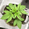 Kush Mintz feminisiertes Saatgut (Barney's Farm)