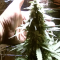 Purple Haze Auto Cannabis-Samen Kaufen