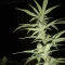 West Coast O.G. Auto (Fast Buds) Cannabis-Samen zu verkaufen