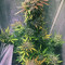 Gelato Auto Cannabis-Samen Kaufen