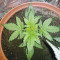Cream Caramel Auto (Sweet Seeds) Cannabis-Samen zu verkaufen