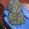 Original Auto OG Kush (Fast Buds) Cannabis-Samen zu verkaufen