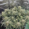Forbidden Runtz Auto Cannabis-Samen Kaufen
