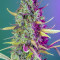 Wedding Cheesecake Auto (Fast Buds) Cannabis-Samen zu verkaufen
