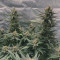 Acapulco Gold Cannabis-Samen Kaufen