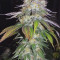 Pineapple Chunk Cannabis-Samen Kaufen