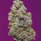 Girl Scout Cookies Auto Cannabis-Samen Kaufen