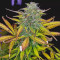 Girl Scout Cookies Auto (Original Sensible Seeds) Cannabis-Samen zu verkaufen