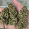 Kaufe Original Trainwreck Auto Samen feminisiert von Fast Buds