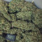 CBD Auto 20:1 (Fast Buds) Cannabis-Samen