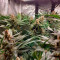 Caramelo Early Version (Delicious Seeds) Cannabis-Samen