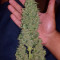 Candy Dawg Autoflower Cannabis-Samen Kaufen