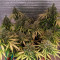 Auto Tutankhamon Cannabis-Samen Kaufen