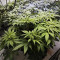 Kaufe Grandmommy Purple Samen feminisiert von Herbies Seeds