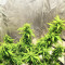 SoCal Masterkush Regular (BC Bud Depot Seeds) Cannabis-Samen