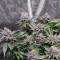 Alien Gorilla (Original Sensible Seeds) Cannabis-Samen