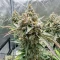 Apollo (Brothers Grimm Seeds)