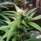 Auto Gorilla (00 Seeds)