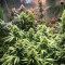 Blue Dream Feminized (Garden of Green)