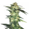 Blue Gelato 41 feminisierte Samen