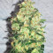 C4 Auto (Fast Buds) Cannabis-Samen