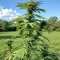 Cookies Gelato (Royal Queen Seeds)