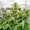 Durban Poison Autoflower feminisierte Samen (Humboldt Seed Company)