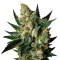 Exodus Cheese (GHS) Cannabis-Samen