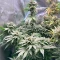 G13 Genius feminisierte Samen (Brothers Grimm Seeds)