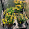 Mimosa (Herbies USA Express)