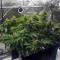 Pineapple Chunk feminisierte Samen (Barney’s Farm)