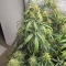 Pineapple Runtz Auto feminisierte Samen (Ethos Genetics)