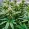 Power Bud (Blackskull Seeds) Cannabis-Samen