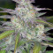 Smoothie Auto (Fast Buds) Cannabis-Samen