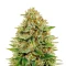 Super Bud (GHS) Cannabis-Samen