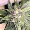 Strawberry Gorilla Auto cannabis strain