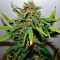 West Coast O.G. Auto (Fast Buds) Cannabis-Samen